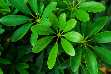  Green leaves crown of thorns flower , Euphorbia milii
