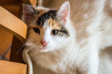 A cat on a wooden chair