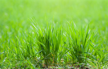 Abstrakter Hintergrund mit grünem Rasen und saftigem Gras