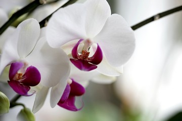 White orchids background.