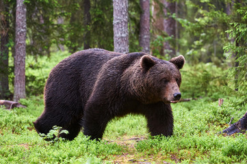 Naklejka na ściany i meble Brown bear in the forest
