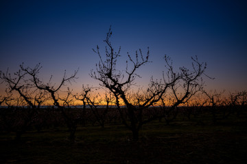 Sunrise on an Idaho orchard with fruit tree silhouette