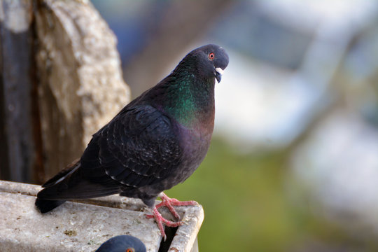 A close up on a pigeon in the city