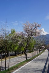 Frühling in Südtirol - Hochformat