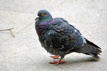 A close up on a pigeon in the city