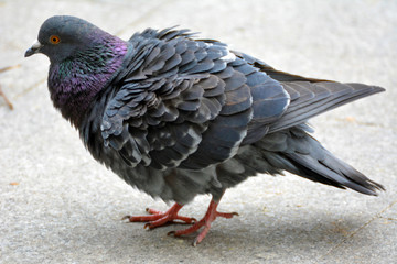 A close up on a pigeon in the city