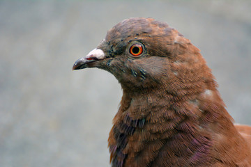 A close up on a pigeon
