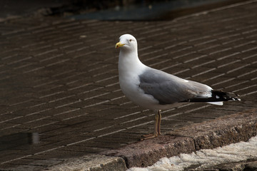 bird
