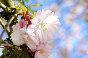 Grußkarte - Japanische Kirschblüte - Frühling