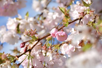 Grußkarte - Japanische Kirschblüte - Frühling