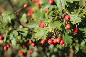 Hawthorn