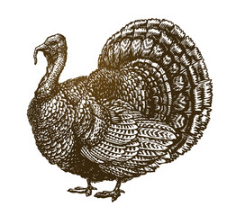 Hand drawn turkey bird. Farm animal, poultry sketch. Vintage vector illustration