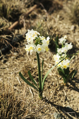 spring flowering daffodil flower