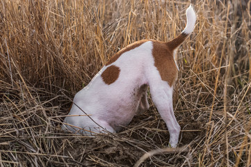Digging dog, thrust the head into a hole