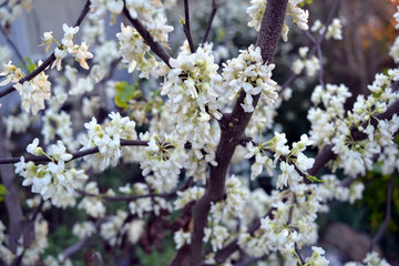 Texas redbud variety, alba