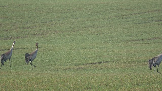 beautiful wild birds cranes Grus grus two pairs on spring wheat field, 4K

