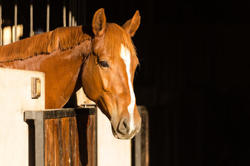 Close up of a horse in its stable on a horse stud farm