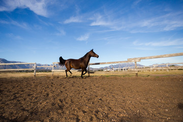 Beautiful arab horse playing in a training pen