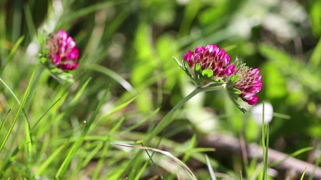 Trifolium pratense (red clover) wild plant in nature