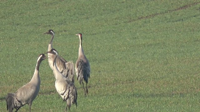 Two pairs graceful wild common cranes Grus grus on wheat field in spring, 4K
