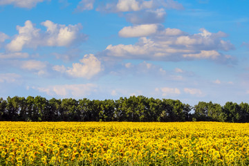 Fototapeta premium Sunflower field