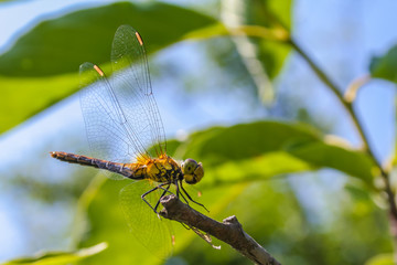 Dragonfly close-up