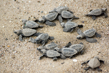 Hatching baby Turtles liberating into sea