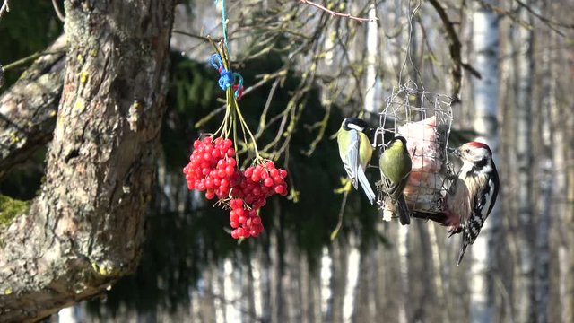 Woodpecker Dendrocopus medius and two big tits Parus major eating lard in winter, 4K