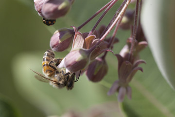 Busy bee foraging in pink wild flowers isolated on a blurry background