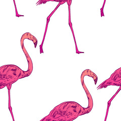 Pink flamingo  illustration
