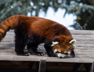 Red panda close up