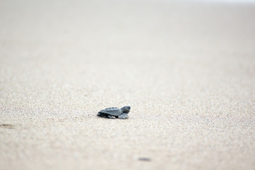 Hatching baby Turtles liberating into sea