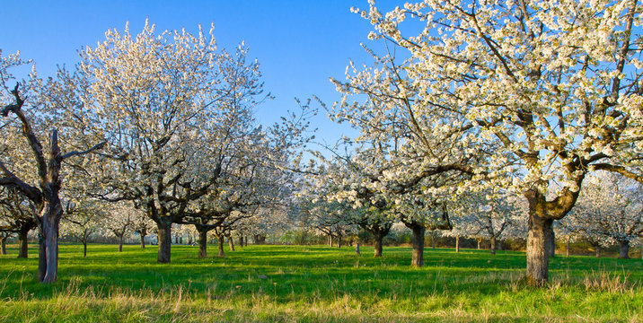 Kirschb&auml;ume im Fr&uuml;hling