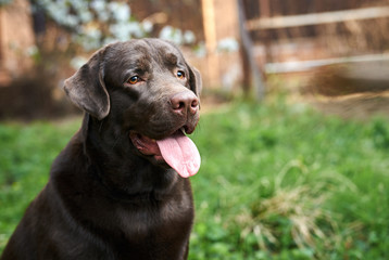 tongue, green grass, dog