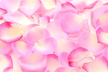 Fototapeta premium 薔薇の花びら