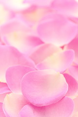 Fototapeta premium 薔薇の花びら
