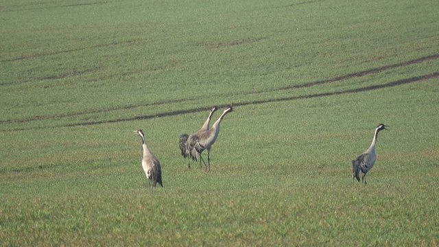 Two pairs common cranes Grus grus on farmland in spring, 4K