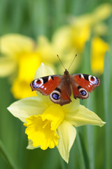 Obraz premium Schmetterling Tagpfauenauge - Aglais Io - sitzt auf Narzisse