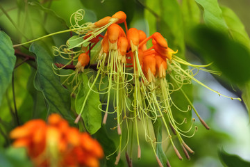 Steriphoma Cleomoides Blüte am Baum