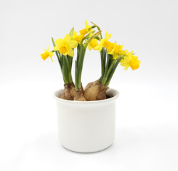 Osterglocken / Narzissen - Blumenzwiebeln - im weißen Übertopf - Hintergrund freigestellt isoliert / background isolated