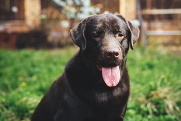 purebred Dog in the park stuck his tongue out of his mouth