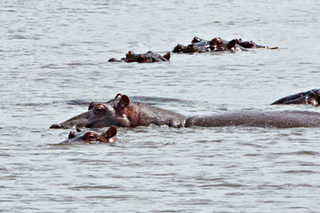 Fototapeta premium Hippos