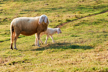 Naklejka na ściany i meble Sheep and lamb