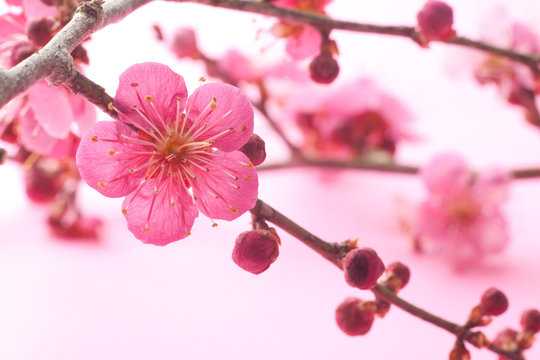 梅の花 Images – Browse 63,536 Stock Photos, Vectors, and