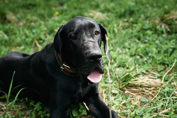 dog for a walk in the park