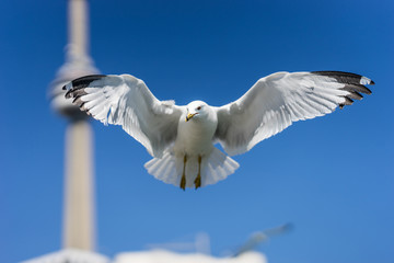 Ring-billed seagulls on a sunny day at the Toronto Harbourfront, Lake Ontario. Birds in flight with the blue sky, CN Tower and condo apartment buildings visible behind them.