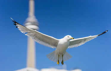 Ring-billed seagulls on a sunny day at the Toronto Harbourfront, Lake Ontario. Birds in flight with the blue sky, CN Tower and condo apartment buildings visible behind them.