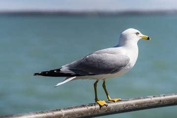 Ring-billed seagulls on a sunny day at the Toronto Harbourfront, Lake Ontario. Birds in flight with the blue sky and water horizon visible behind them.