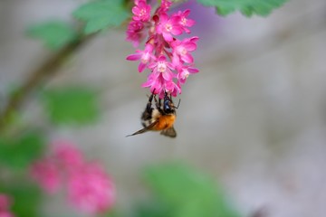 Hummel auf einer Johannisbeerblüte