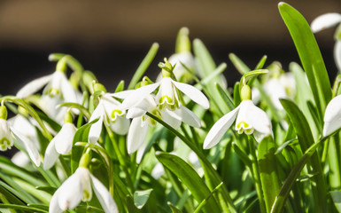Galanthus, or snowdrop early spring in the woods